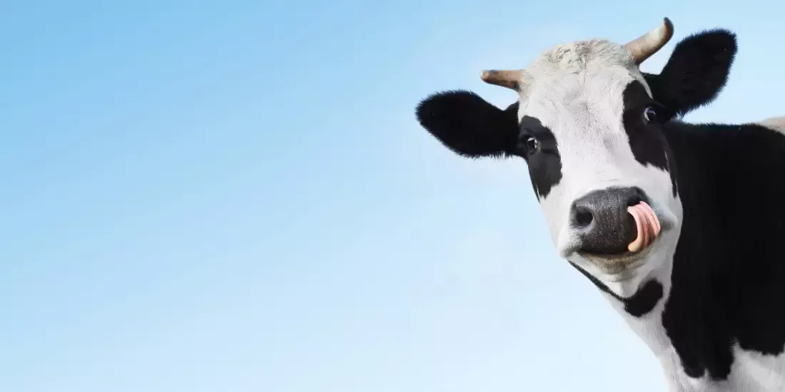 A cow licking its nose against a blue sky backdrop